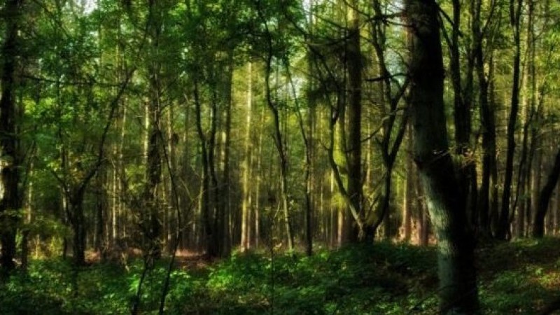Цікаві факти про лісові рослини