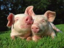 Цікаві факти про свиней