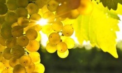 Цікаві факти про виноград