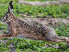 Цікаві факти про зайців