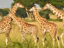 Цікаві факти про жирафів