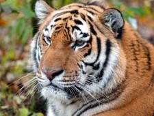 Цікаві факти про тигр Амур