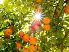 Цікаві факти про апельсини