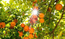Цікаві факти про апельсини