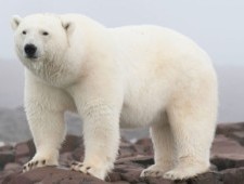 Цікаві факти про Арктичний заповідник