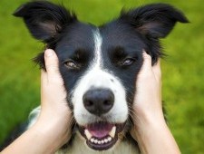 Китайські вчені дізналися, як по хвосту собаки визначити її почуття