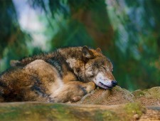 Вчені вперше порівняли сон вовків та собак