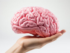 Як працює людський мозок?