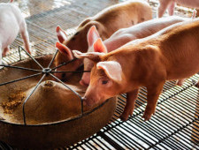 Состав корма для свиней